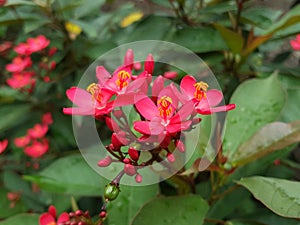 Shocking Pink Flower of Peregrina or Jatropha IntegerrimaÂ or Spicy Jatropha